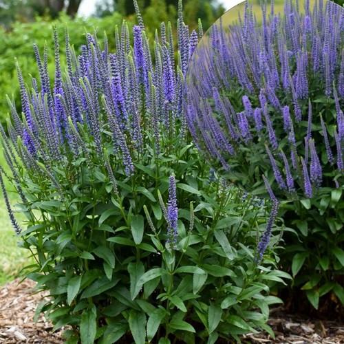 Veronica spicata 'Veronique Blue' - Kassisaba 'Veronique Blue'